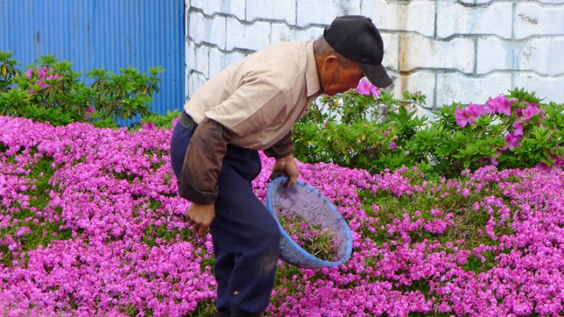 Он посадил тысячи цветов за два года.