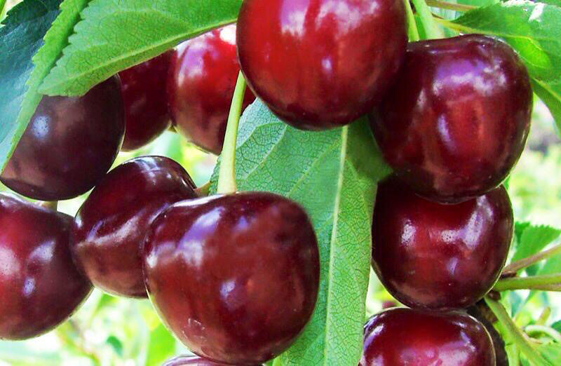 Монилиоз вишни — как лечить народными средствами