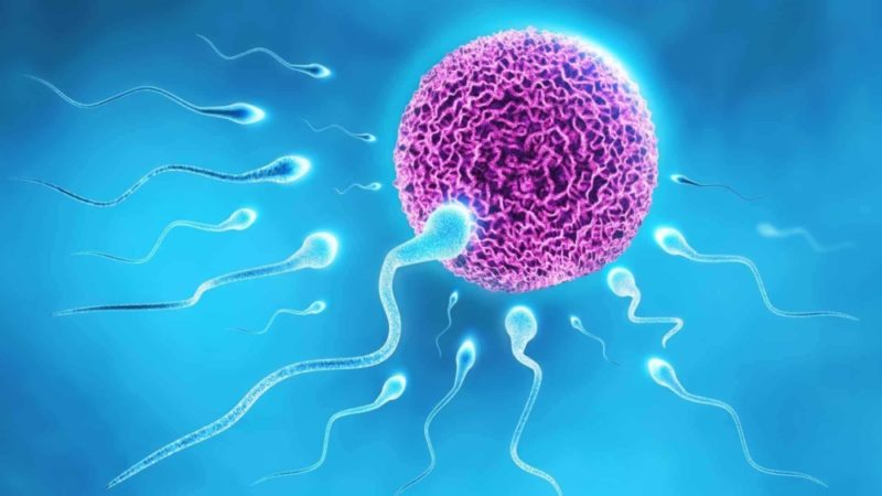 Сперматогенез: стадии и схема, нарушения и способы стимуляции выработки сперматозоидов