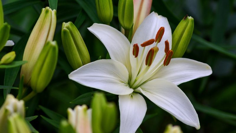 Белые лилии: посадка, выращивание и уход за цветами