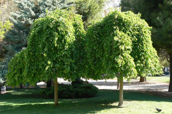 Тутовое дерево (шелковица): где растет, как выглядит, чем полезны плоды