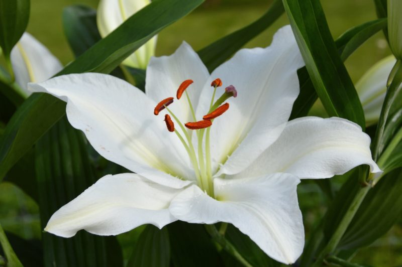Белые лилии: посадка, выращивание и уход за цветами