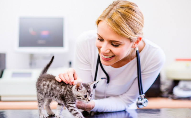 Витамины для котят — какие лучше для здоровья питомца: обзор популярных марок, состав