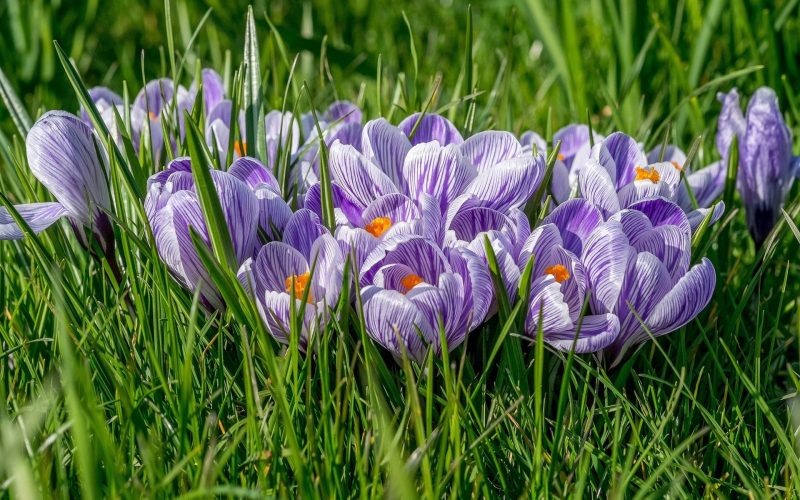 Цветок крокус: описание, посадка и уход, легенда о весеннем цветке