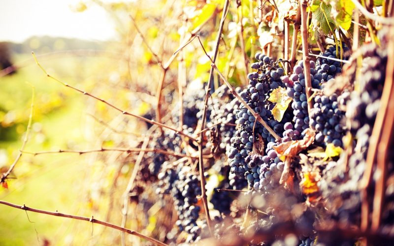 Как правильно обрезать виноград осенью на зиму в средней полосе России – инструкция