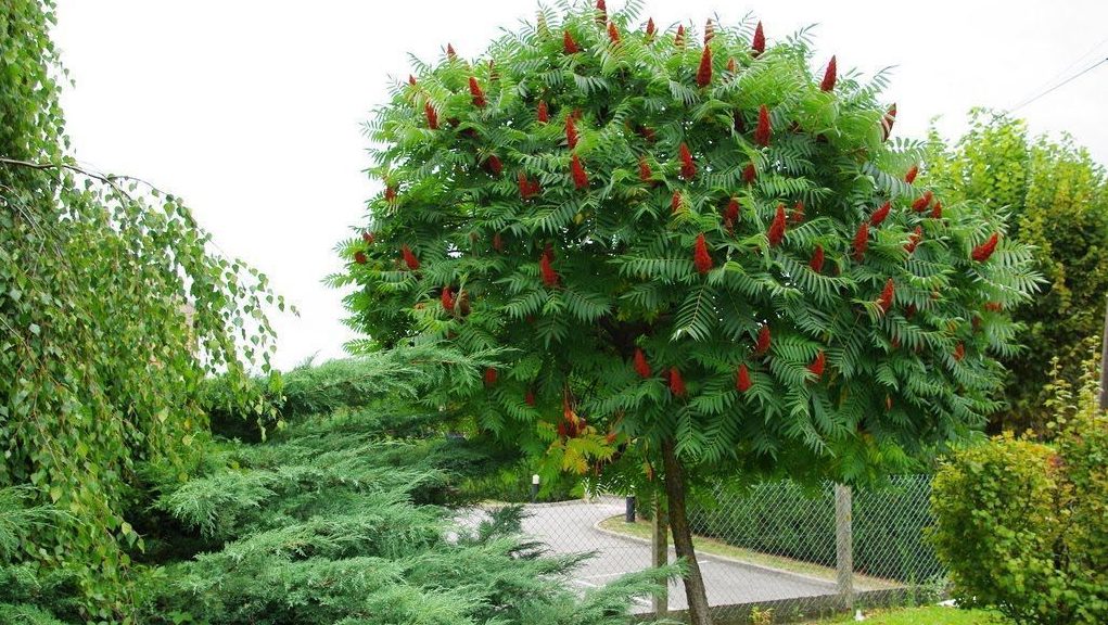Уксусное дерево: посадка, уход и выращивание дома