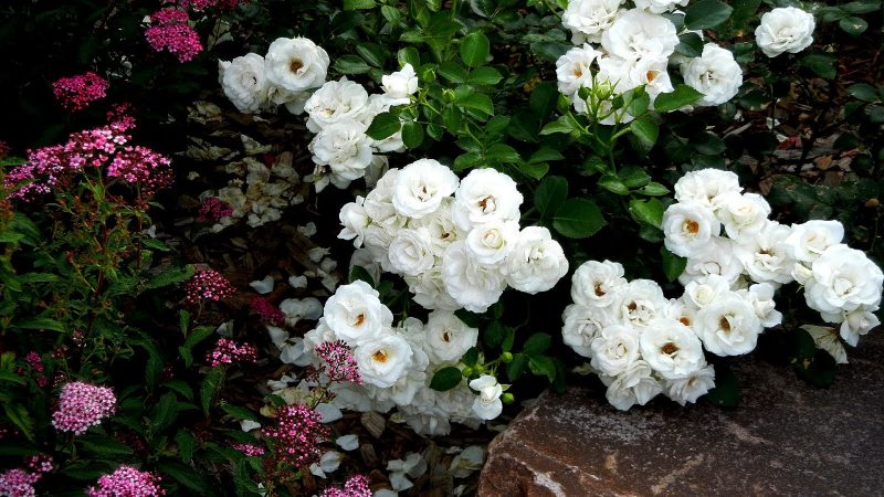 Роза «Аспирин» («Aspirin Rose»): описание сорта, посадка, выращивание и уход