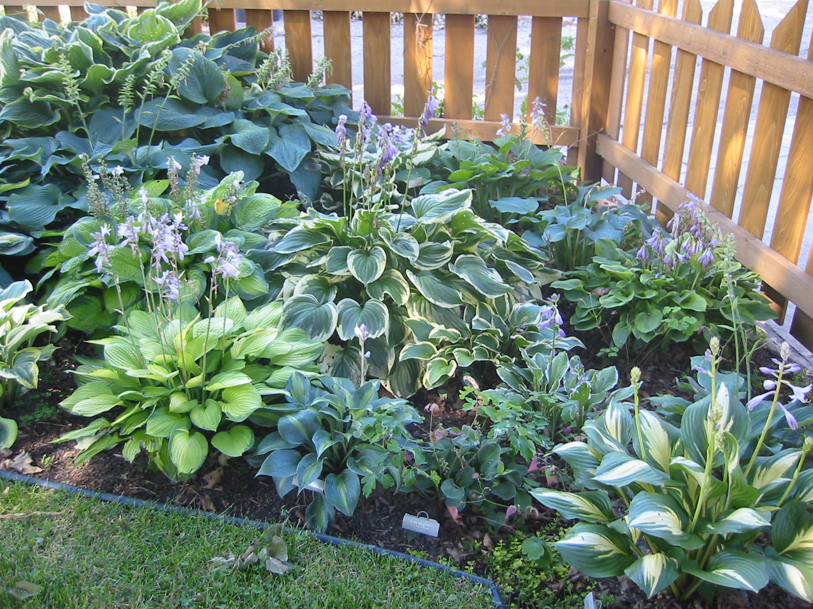 Теневыносливые растения комнатные и садовые: особенности выращивания