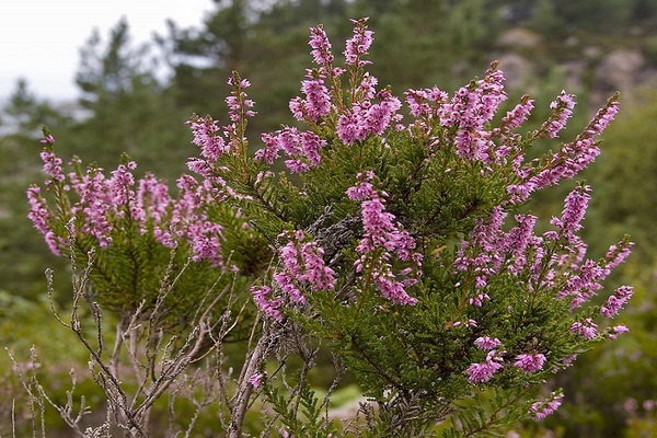 Вереск обыкновенный (Calluna vulgaris): описание, посадка, выращивание и уход в открытом грунте