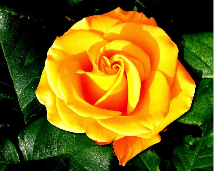 Роза Керио: описание сорта, как выглядит цветок