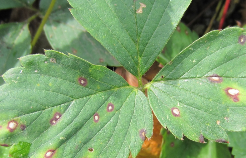 Выращивание клубники в открытом грунте: посадка, уход, особенности и секреты