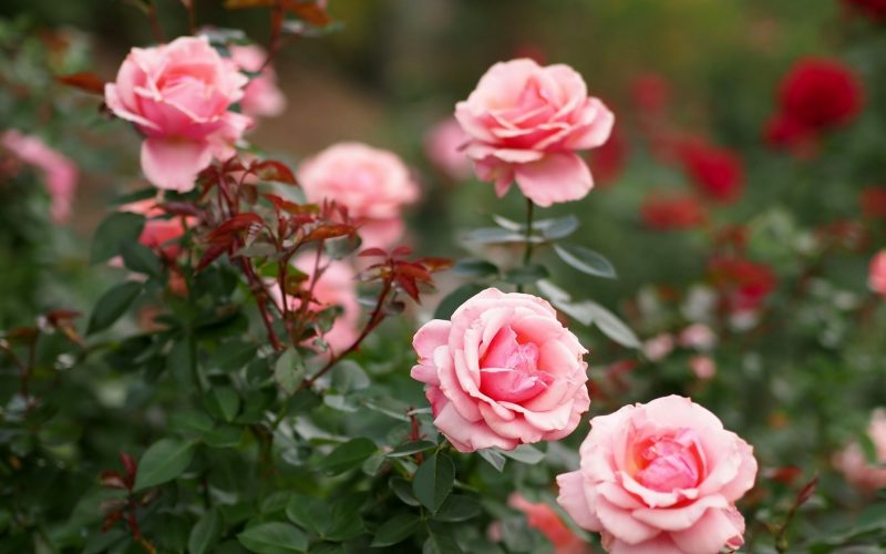 Розы кустовые: сорта, особенности, посадка, уход и выращивание