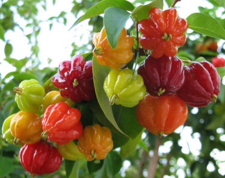 Суринамская вишня: выращивание и уход в домашних условиях