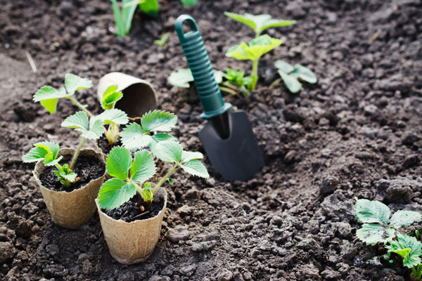 Земляника садовая: лучшие сорта, посадка, выращивание и уход