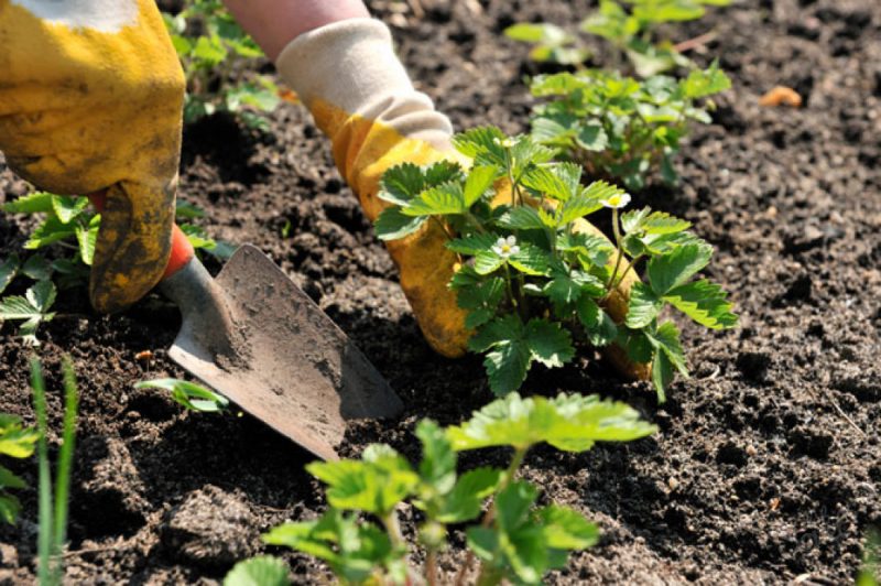 Как обработать клубнику весной? Обработка от вредителей и болезней, удобрения для хорошего урожая