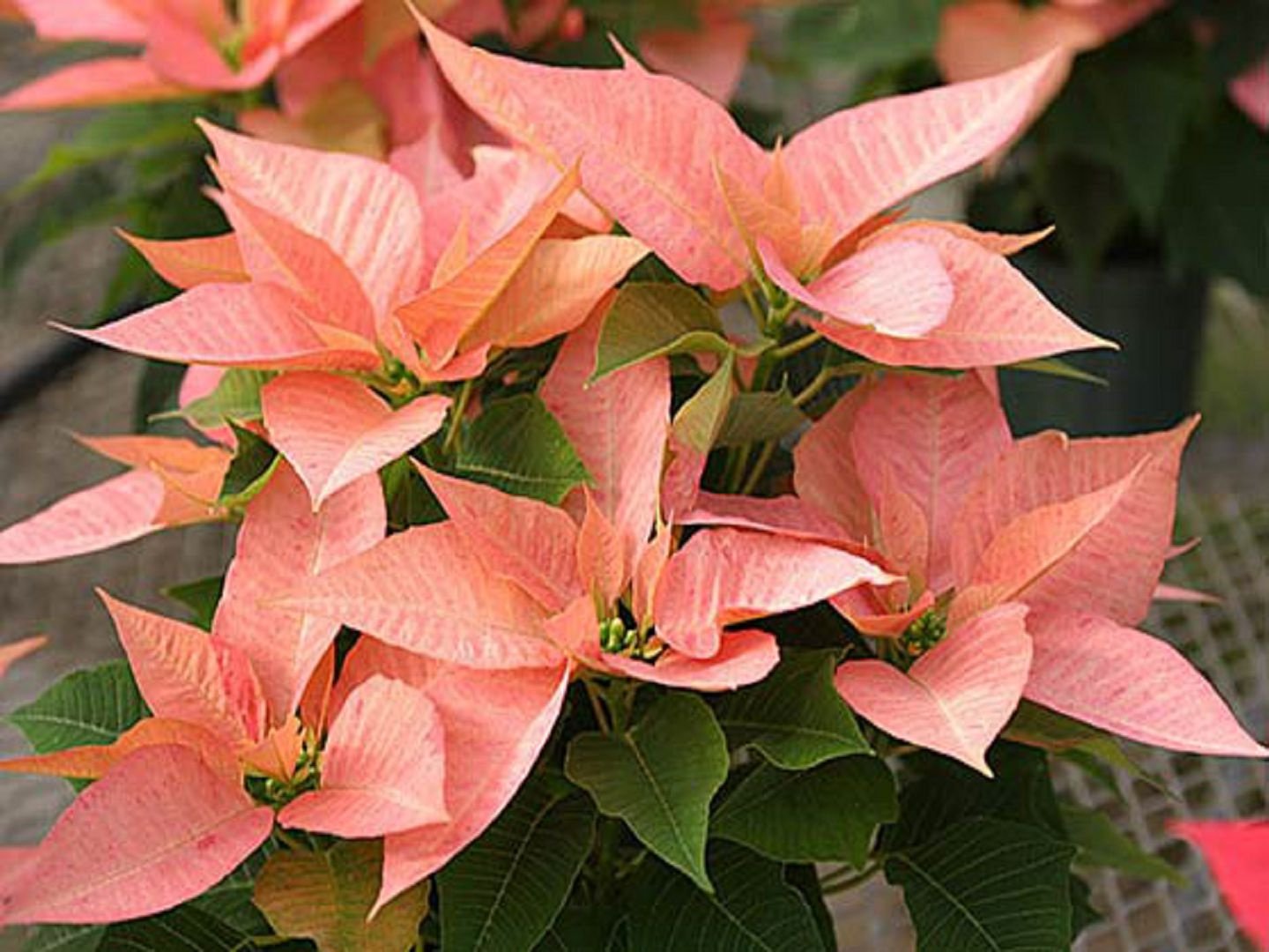 Цветок Пуансеттия Красная: как ухаживать в домашних условиях, выращивание и размножение