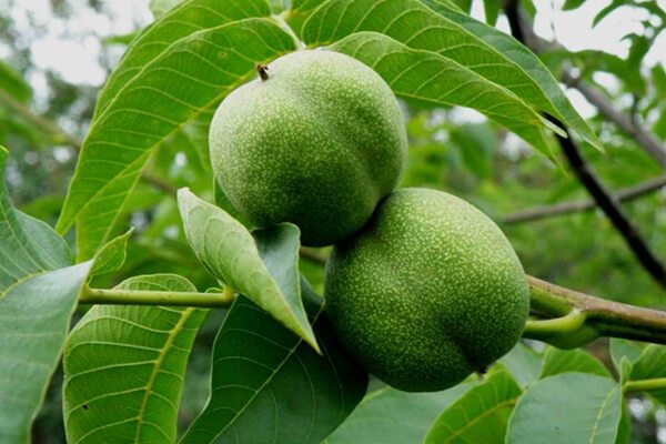 Как посадить грецкий орех из плода и саженцем: советы и рекомендации