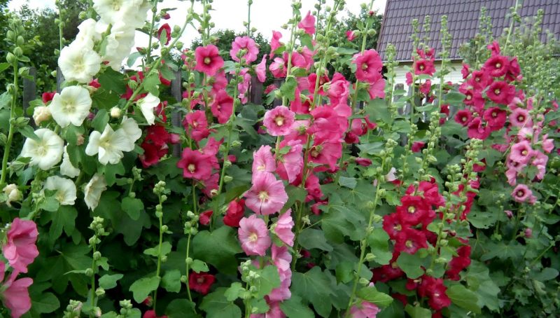 Шток-Роза: посадка и уход, выращивание из семян, чем отличается от Мальвы