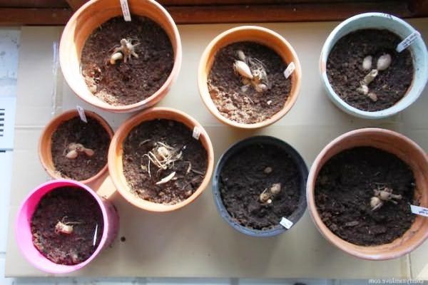 Посадка георгинов клубнями весной: подготовка, проращивание, высаживание