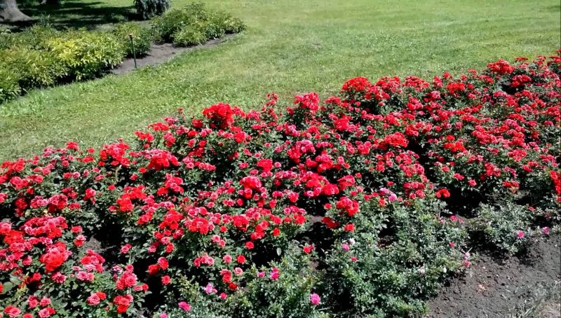 Бордюрные розы: посадка, выращивание и уход