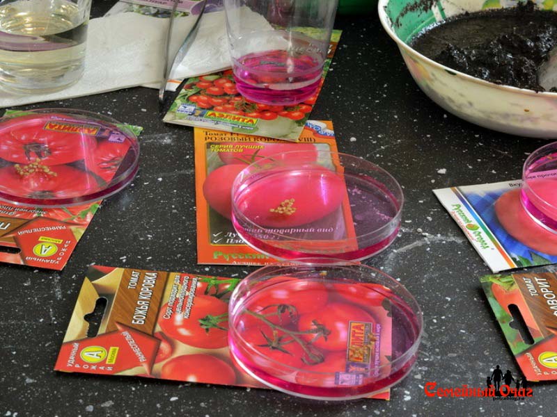 Обеззараживание семян томатов