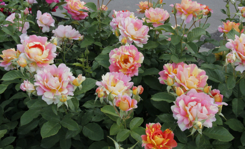 Роза флорибунда: что это такое, лучшие сорта, уход и выращивание