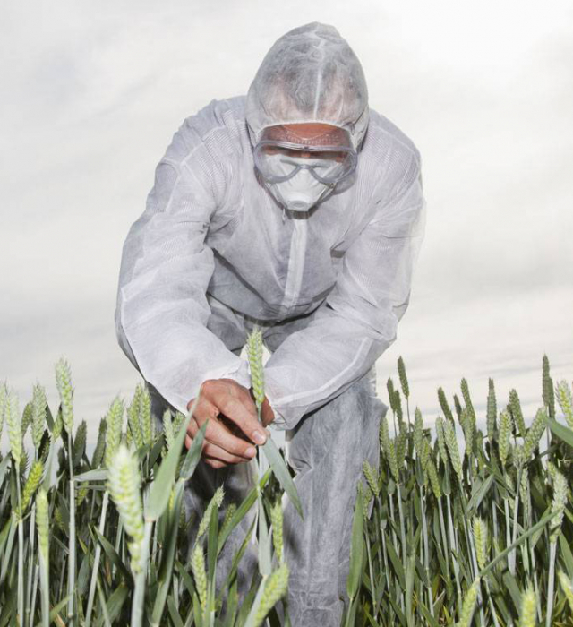 Плюсы и минусы ГМО