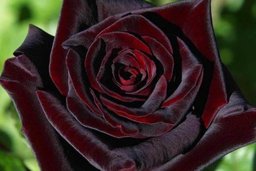 Роза Блэк Баккара: описание чайно-гибридной розы, выращивание и уход