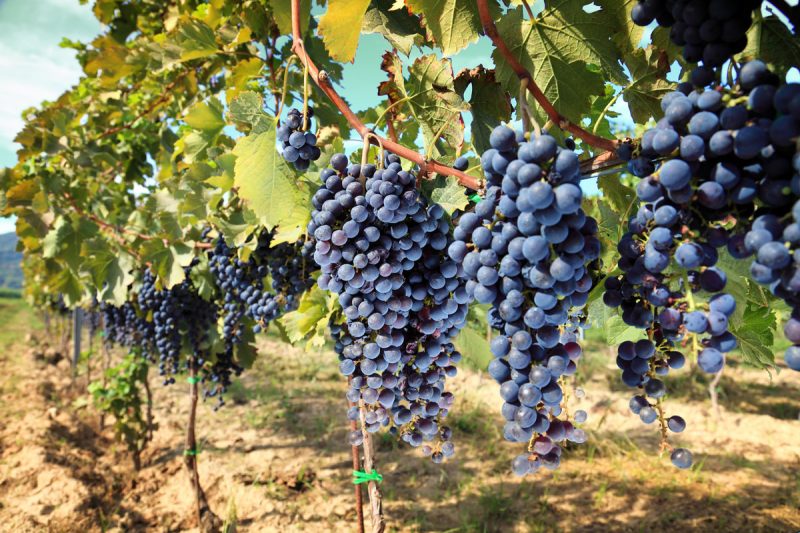 Виноград изабелла: описание сорта, посадка и уход в саду, польза для организма человека