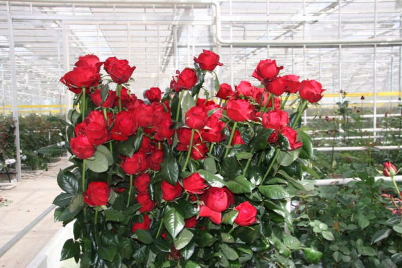 Голландские розы: описание сортов, выращивание и уход
