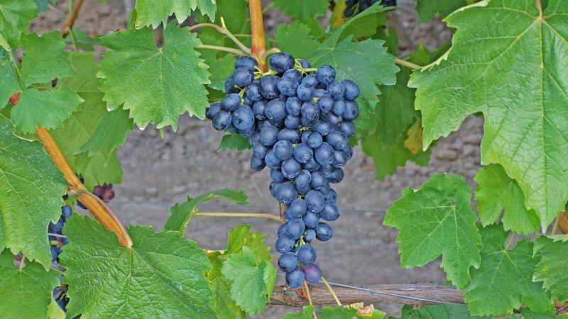 Кишмиш: сорта винограда без косточек, описание, выращивание