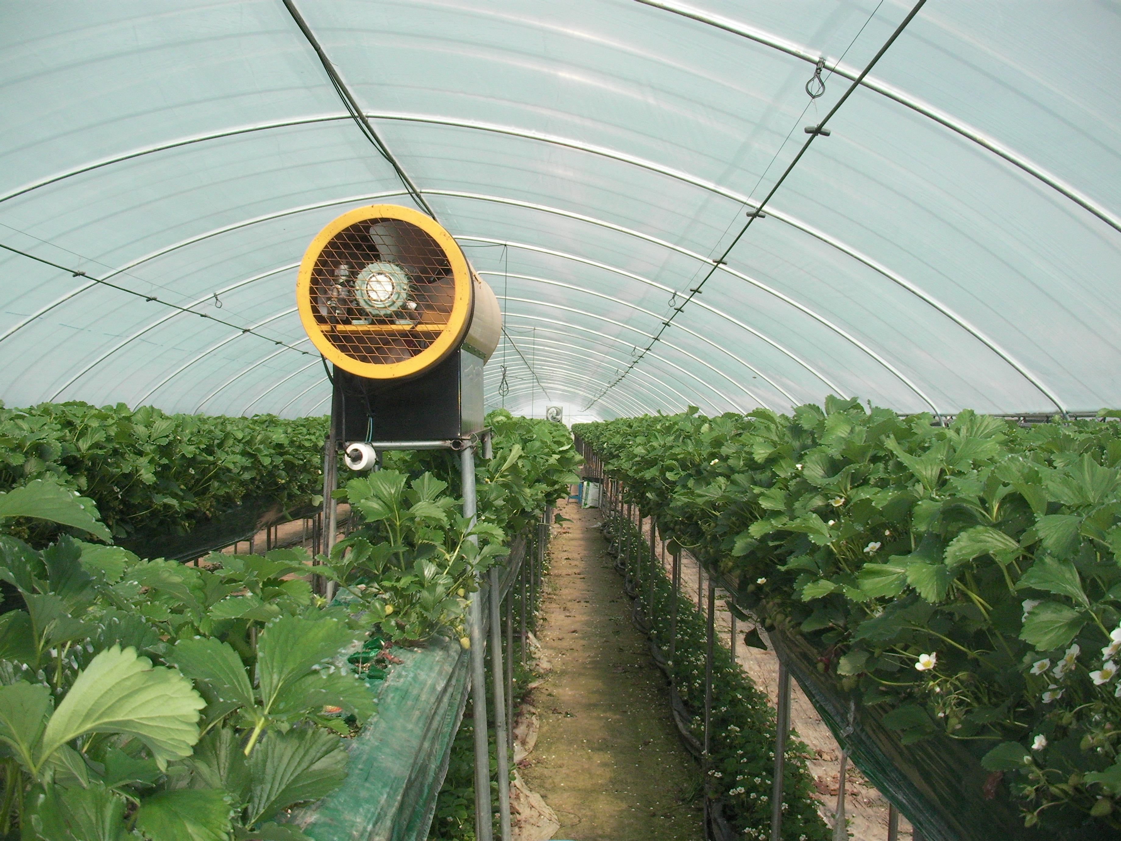 Выращивание клубники в теплице: агротехника выращивания клубники круглый год, оснащение теплицы, подходящие сорта