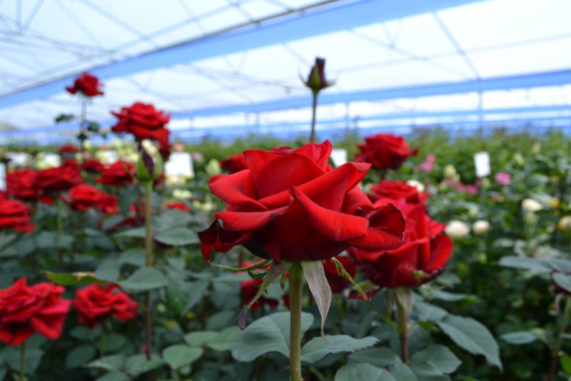 Длинные розы: как выращивать и ухаживать. Как оформить букет?