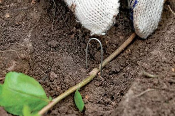 Жимолость каприфоль (Lonicera caprifolium): сорта и виды, посадка, размножение и уход