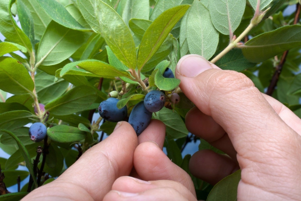Жимолость «Камчадалка»  : описание сорта, срок созревания ягод, посадка, выращивание и уход