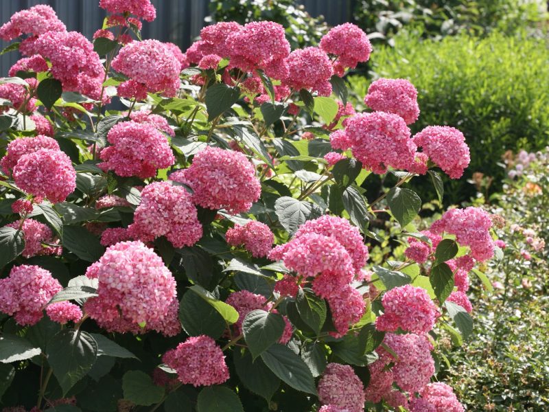 Гортензия розовая: посадка, выращивание и уход