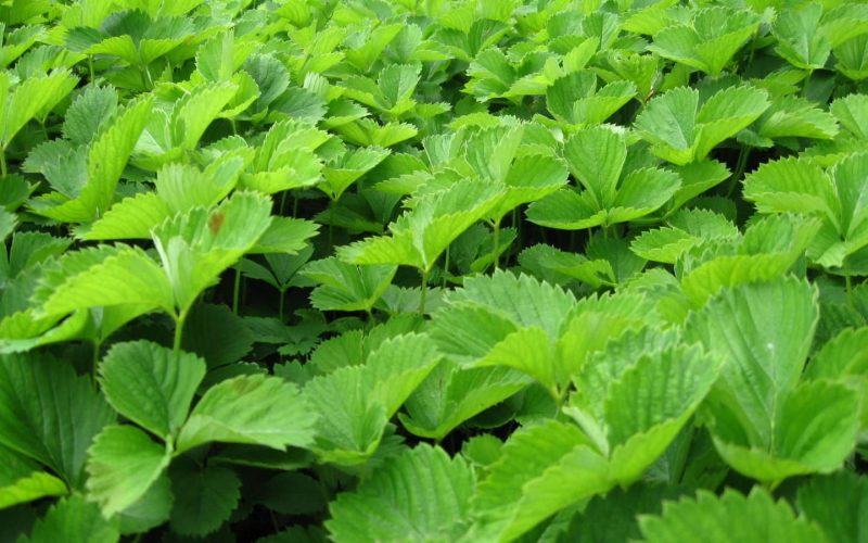 Ремонтантная клубника: лучшие сорта, выращивание и уход