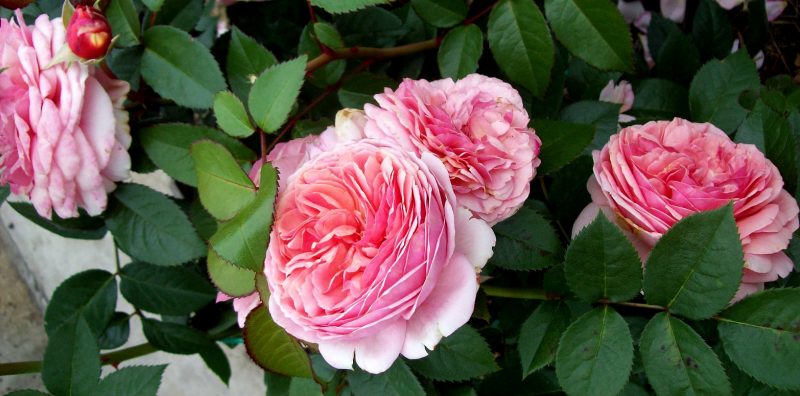 Роза Чиппендейл – история, описание и особенности сорта