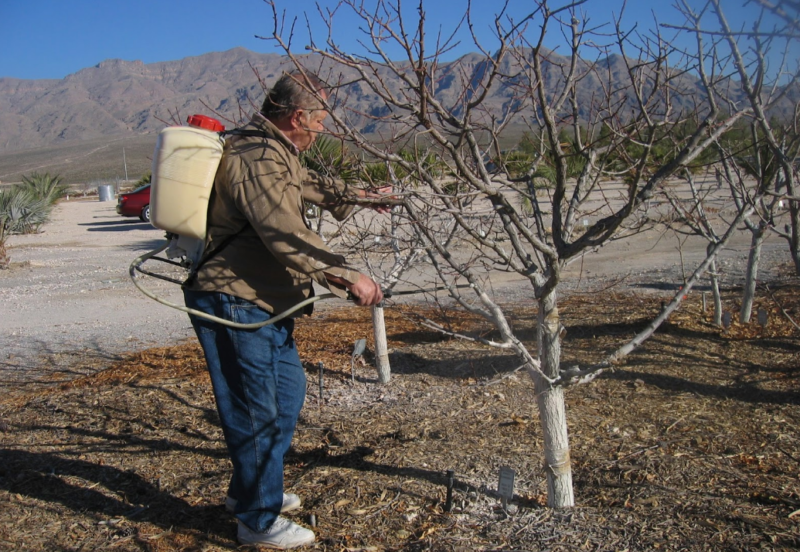 Побелка деревьев весной: для чего производится, состав раствора, сроки обработки