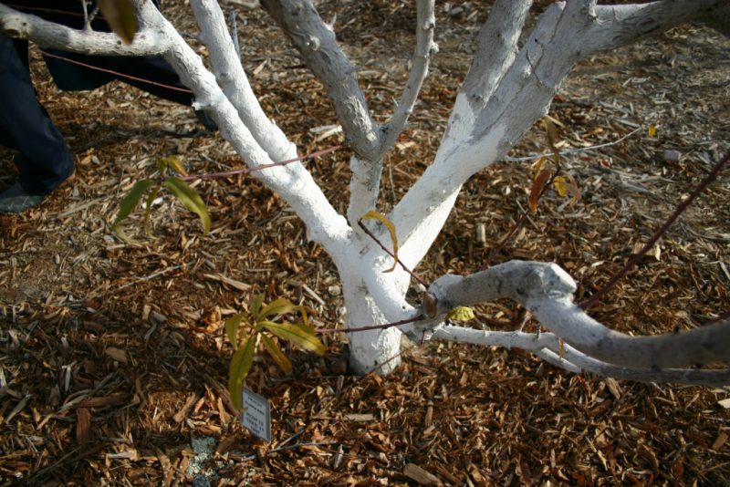Побелка деревьев осенью: состав раствора, сроки осенней побелки
