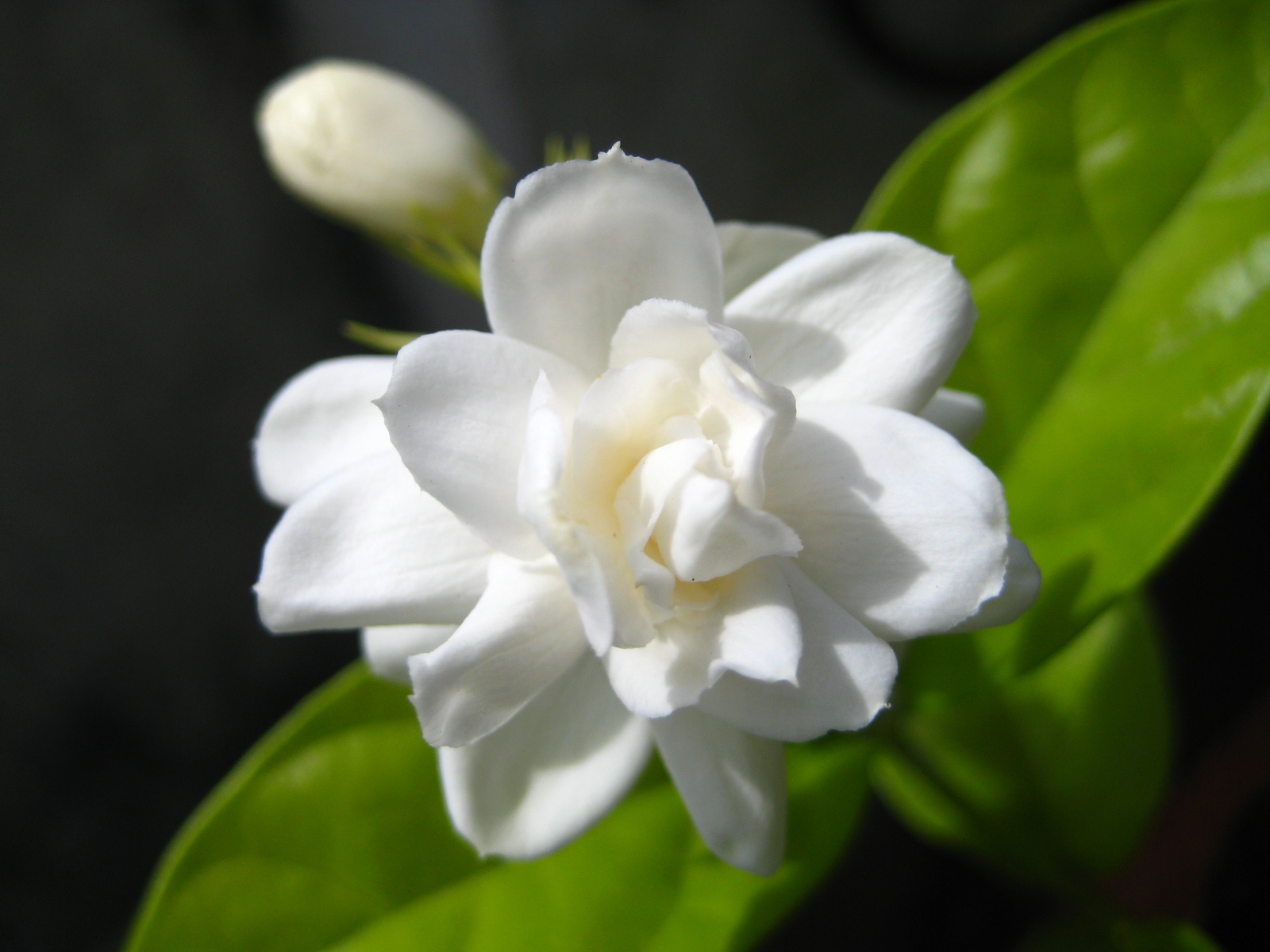 Жасмин растение – виды, описание, уход и выращивание.