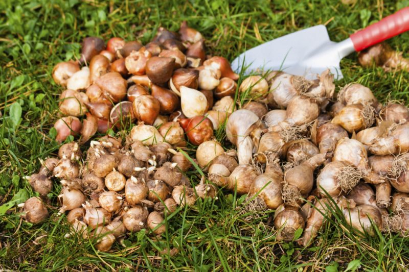 Ранункулюсы: посадка, выращивание и уход в открытом грунте и дома в горшке