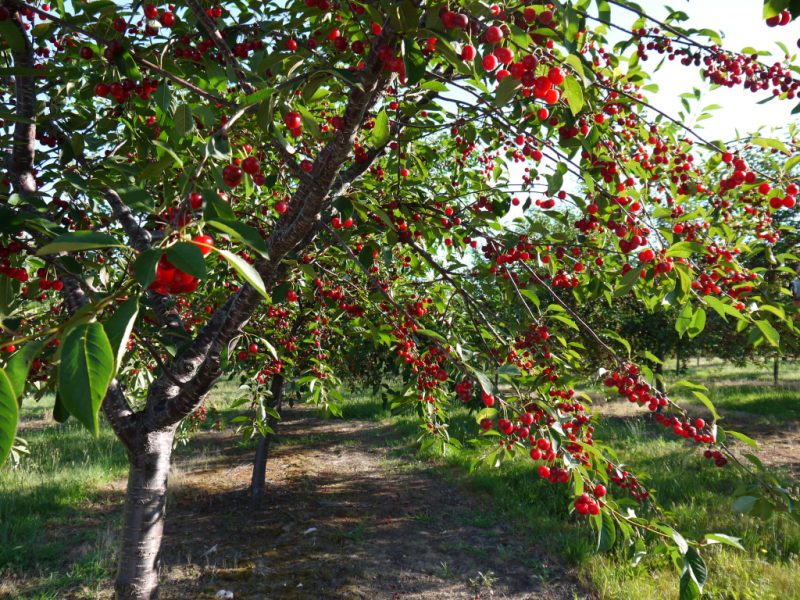 Вишня: сорта, уход и выращивание в саду, обрезка и подкормка вишни