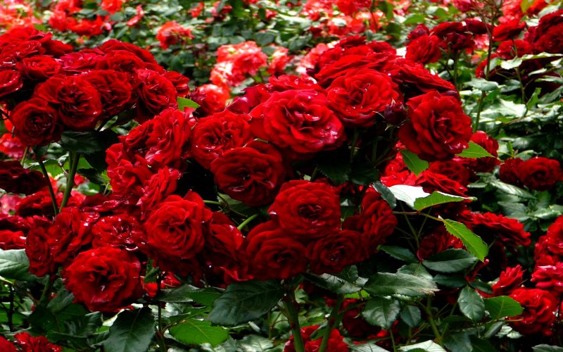 Роза «Сантана»: описание, уход и особенности сорта