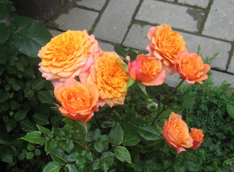 Роза Кордана Микс – как ухаживать после покупки в домашних условиях, в саду