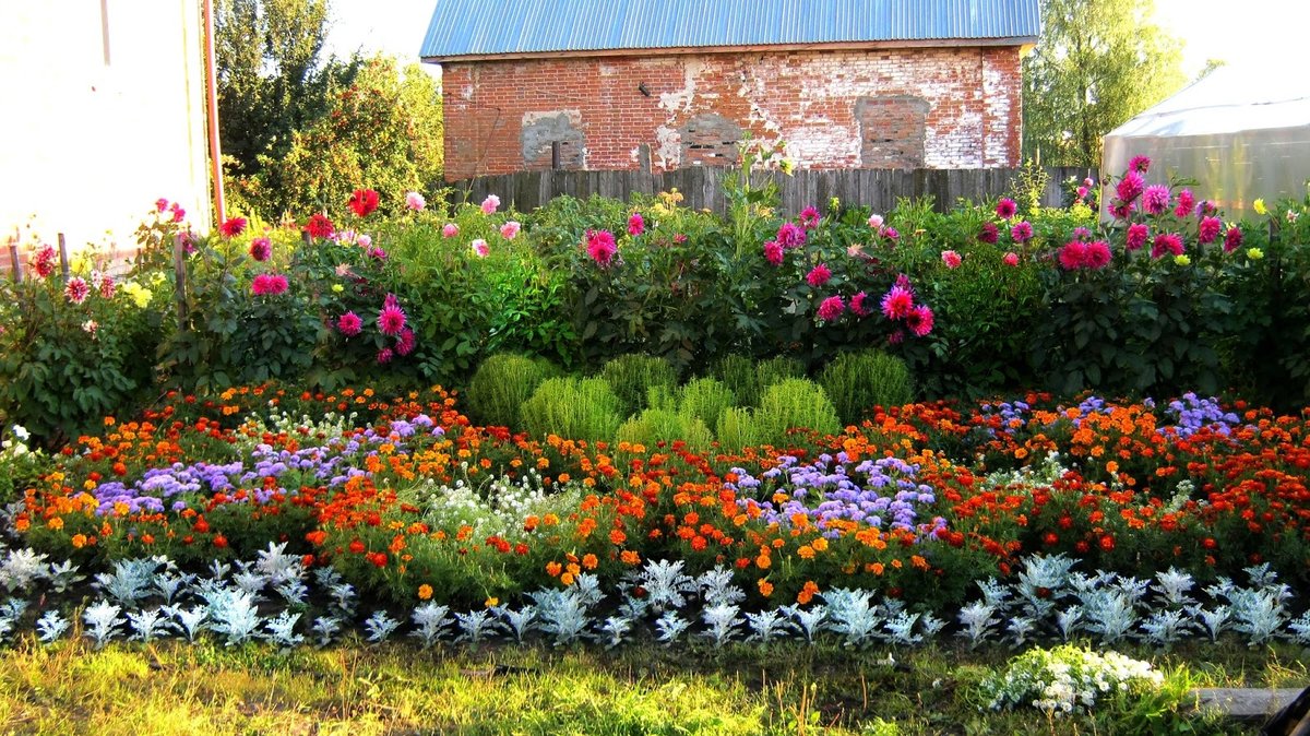 Многолетние садовые цветы: сорта и описания, красивых и неприхотливых в уходе цветов