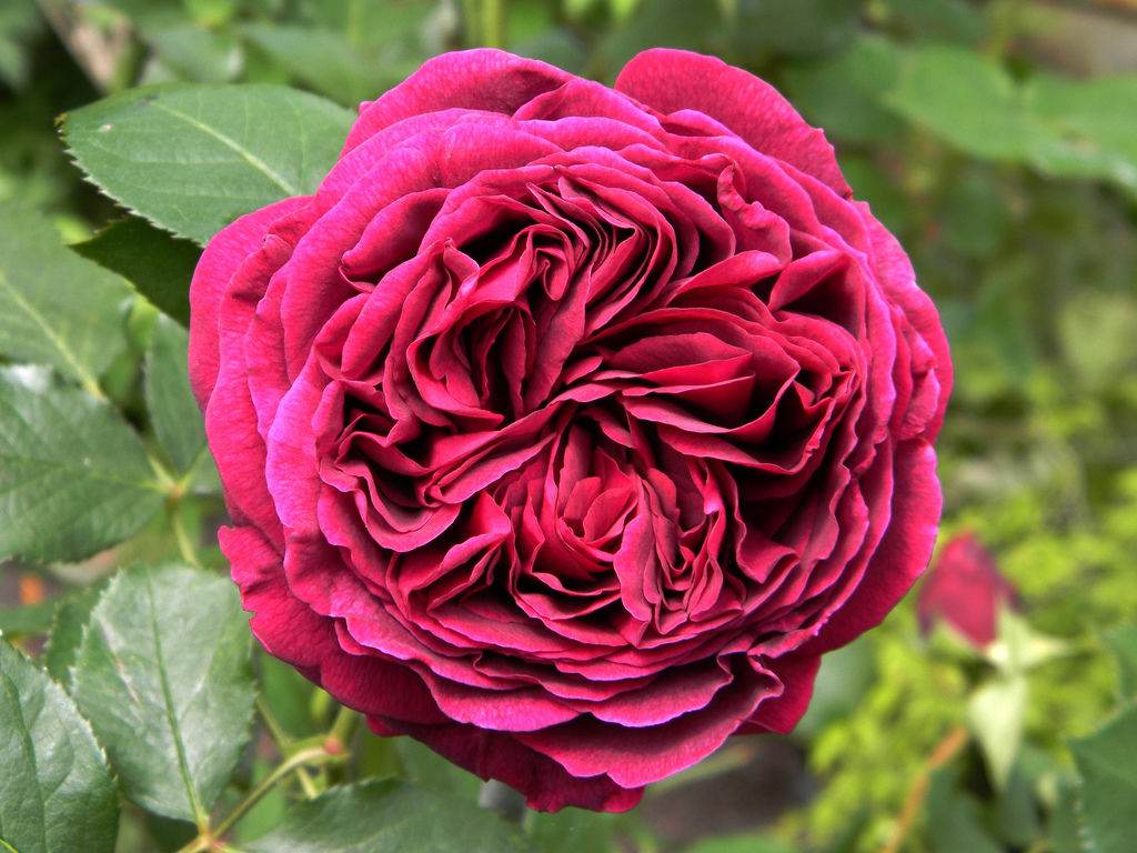Роза Фальстаф: описание сорта английской розы, уход и выращивание