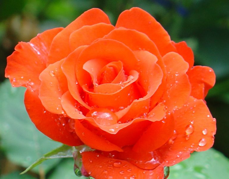Чайно-гибридные розы: что это? Посадка, уход и выращивание чайно-гибридных роз, обрезка и укрытие на зиму