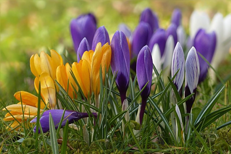 Цветок крокус: описание, посадка и уход, легенда о весеннем цветке