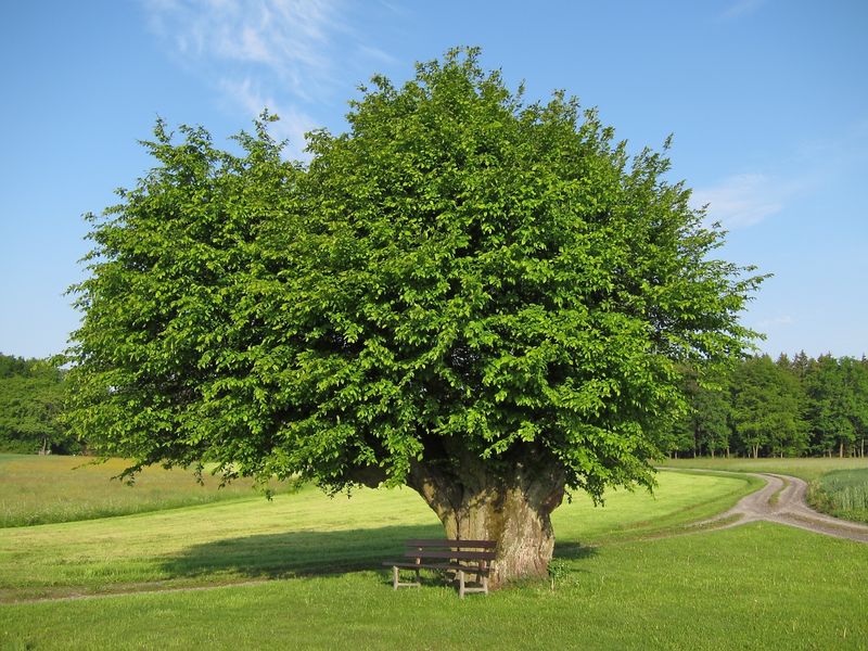 Граб обыкновенный: описание вида деревьев, где растет, посадка, выращивание и уход